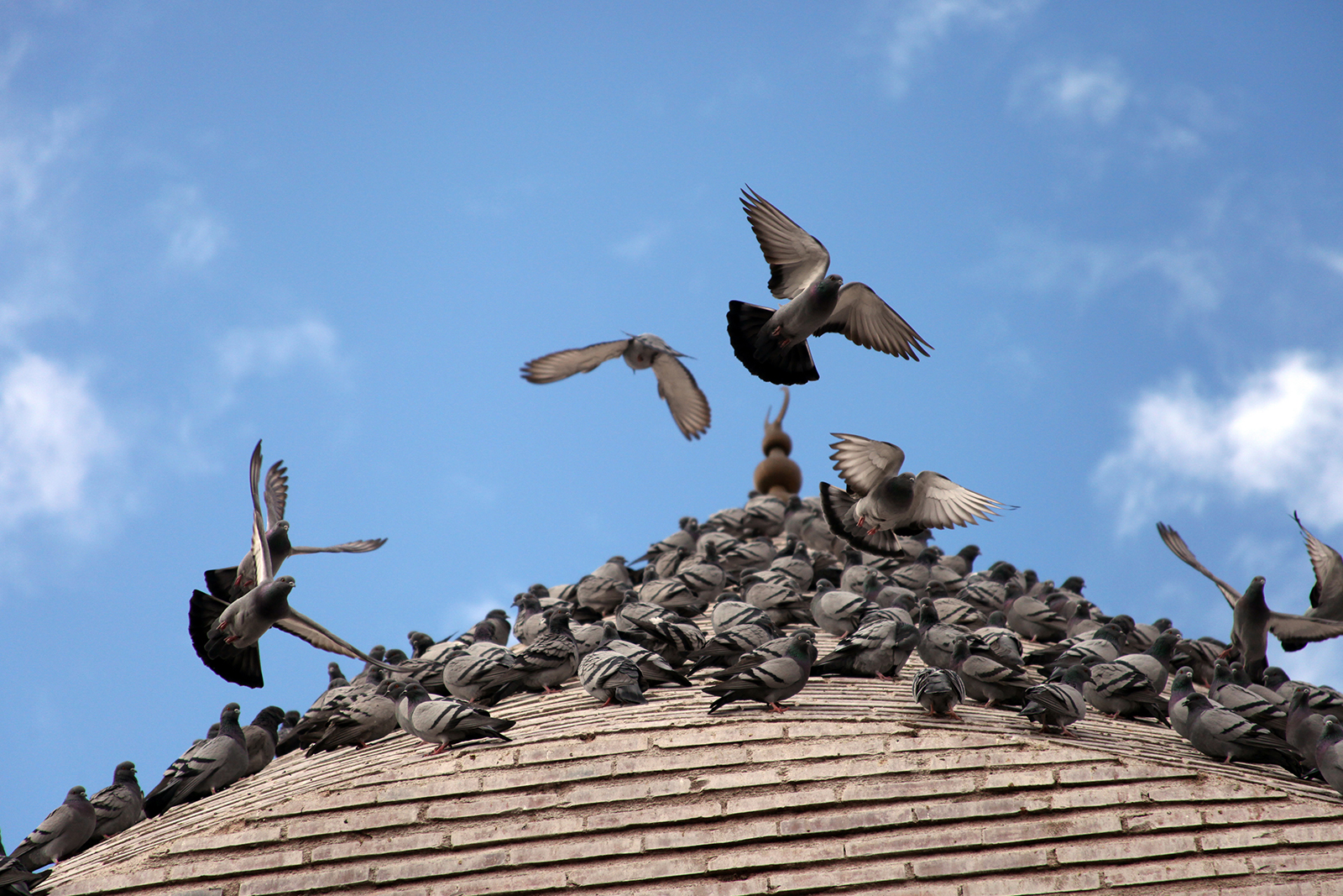 Tips for Birds Nesting in Roof