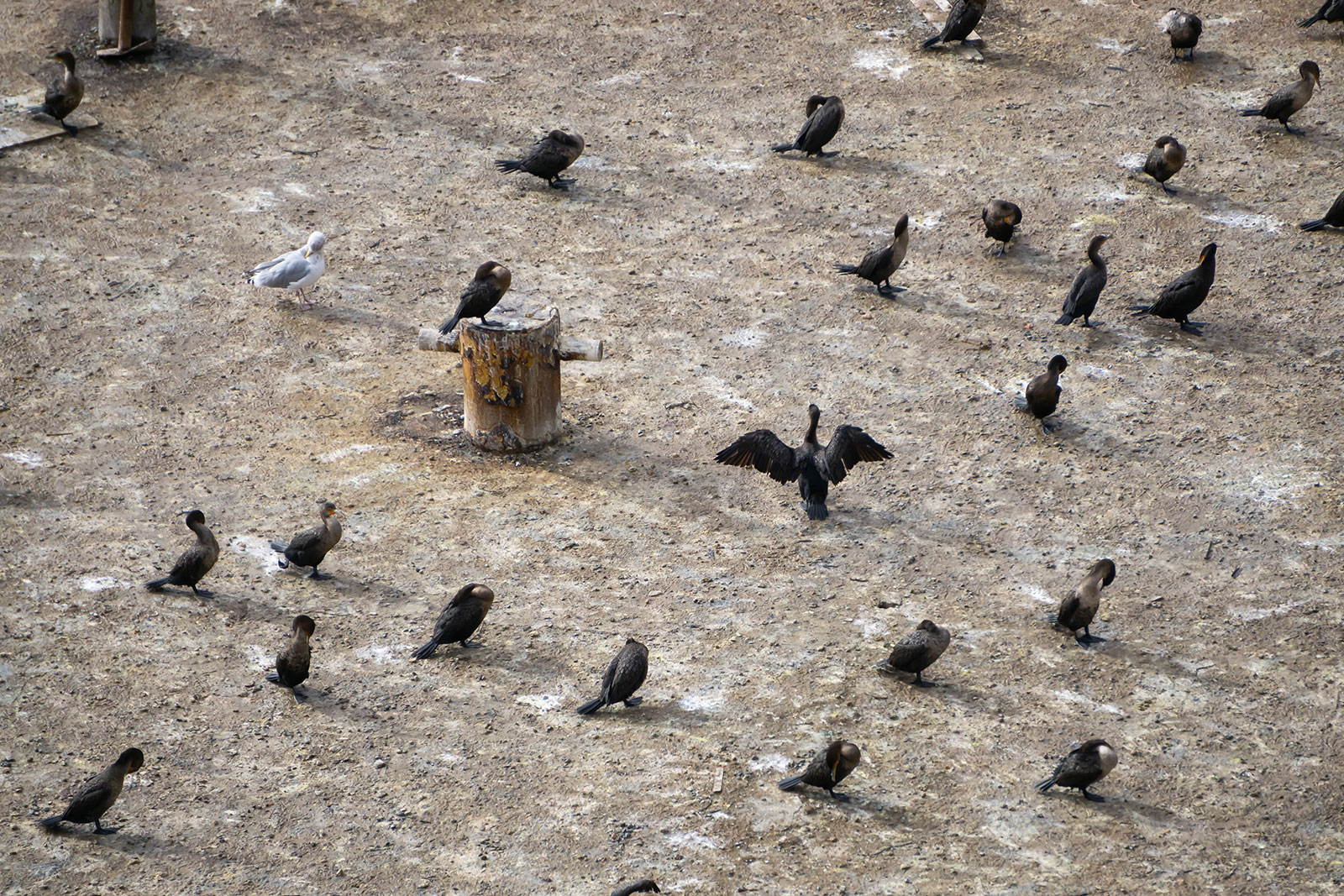 Install Bird-Resistant Roofing